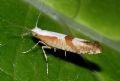 Argyresthia pruniella